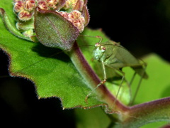 Phaneroptera sparsa