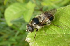 Cheilosia illustrata