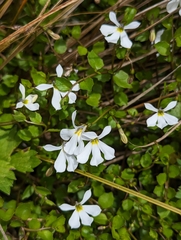 Lobelia angulata