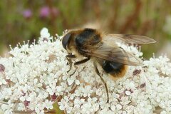 Cheilosia illustrata