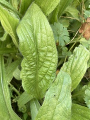 Echium plantagineum