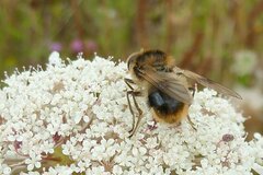 Cheilosia illustrata