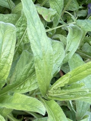 Echium plantagineum