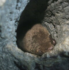 Myotis daubentonii