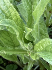 Echium plantagineum