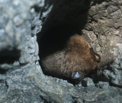 Myotis daubentonii