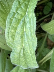 Echium plantagineum