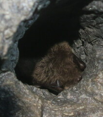 Myotis daubentonii