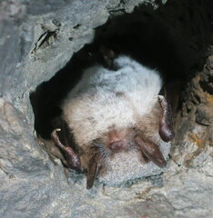 Myotis daubentonii