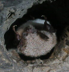 Myotis daubentonii