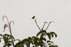 Cinnyris chloropygius