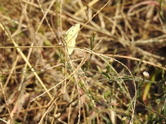 Colias poliographus