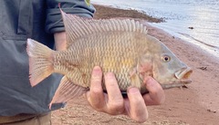 Sargochromis codringtonii