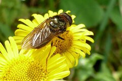 Cheilosia fraterna