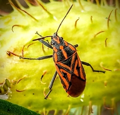 Spilostethus rivularis