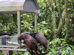 Nestor meridionalis septentrionalis