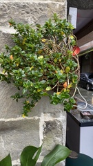 Nematanthus