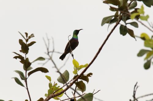 iNaturalist image