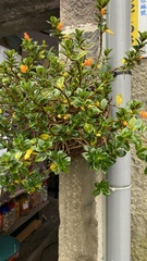 Nematanthus