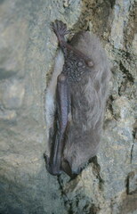 Myotis