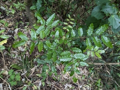 Alectryon excelsus excelsus