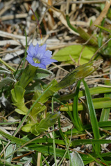 Gentiana prostrata