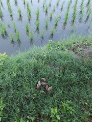 Lissachatina immaculata