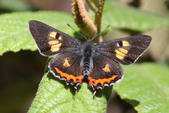 Pseudalmenus chlorinda