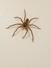 Heteropoda jugulans