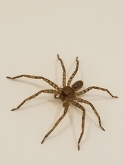Heteropoda jugulans