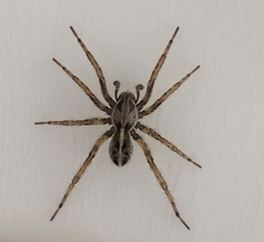 Artoriopsis expolita