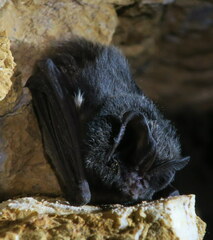 Barbastella barbastellus