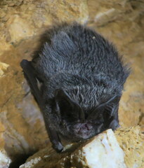 Barbastella barbastellus