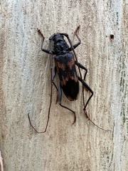 Phoracantha tricuspis