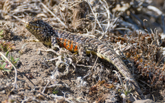 Liolaemus escarchadosi