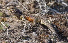 Liolaemus escarchadosi