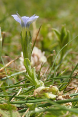Gentiana prostrata