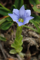 Gentiana prostrata