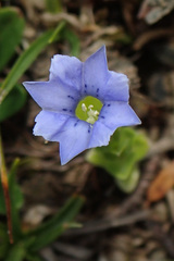 Gentiana prostrata