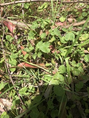Centella cordifolia