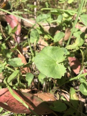 Centella cordifolia