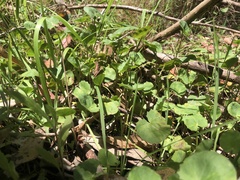 Centella cordifolia