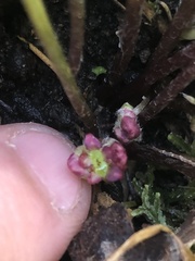 Centella cordifolia