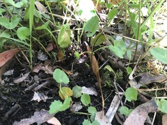 Centella cordifolia
