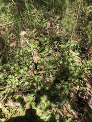 Centella cordifolia