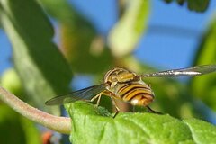 Episyrphus balteatus