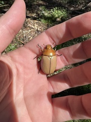 Anoplognathus montanus