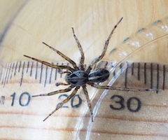 Artoriopsis expolita