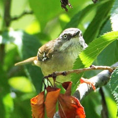 Sericornis frontalis