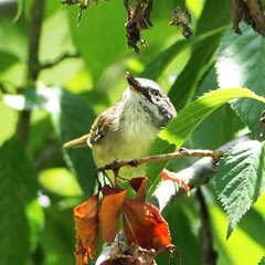 Sericornis frontalis